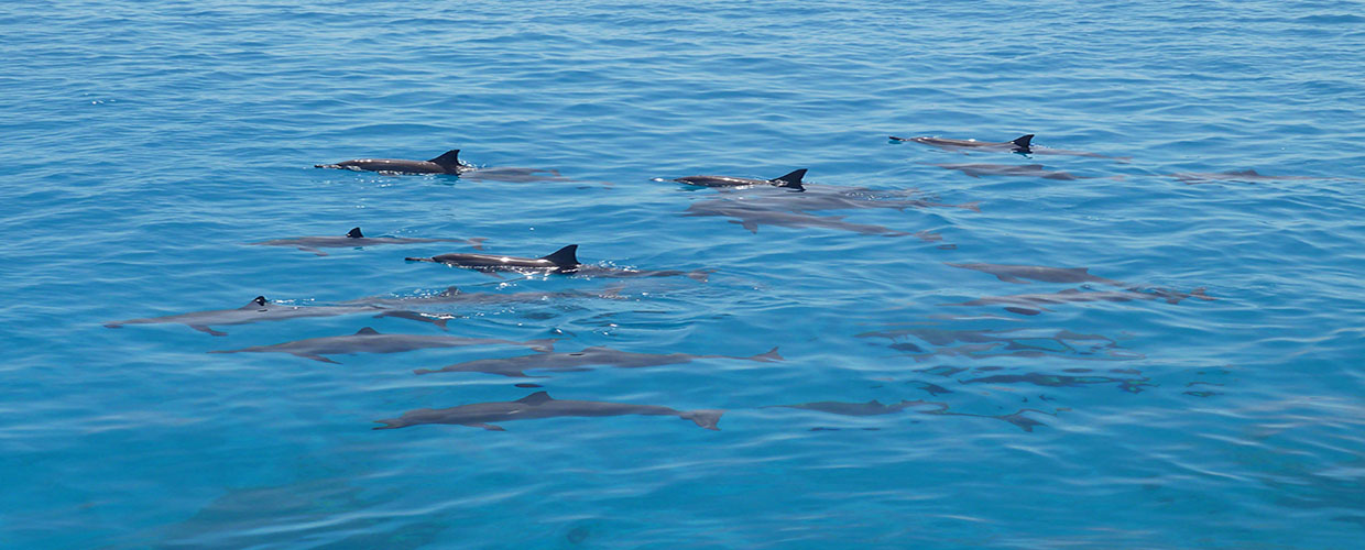 Дом дельфинов в Хургаде - Бухта дельфинов