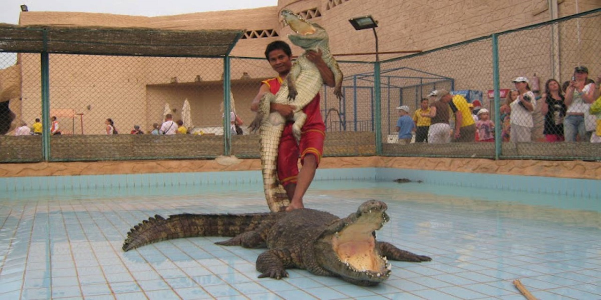 Шоу крокодилов в Шарм эль шейхе